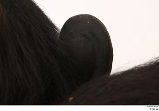 Chimpanzee Bonobo ear 0007.jpg